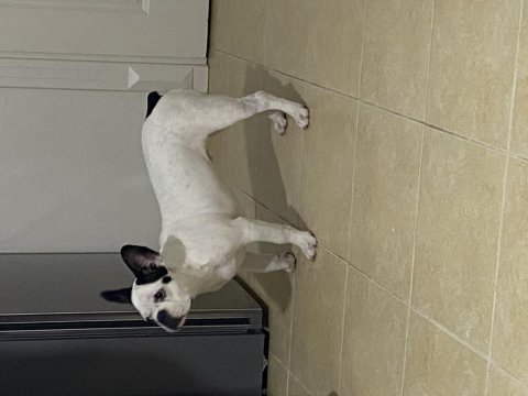Ücretsiz sahiplendirme 11 aylık fransız bulldog