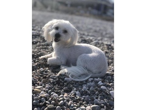 Maltese terrier kızımıza eş arıyoruz