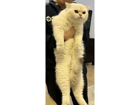 Silver british shorthair bey
