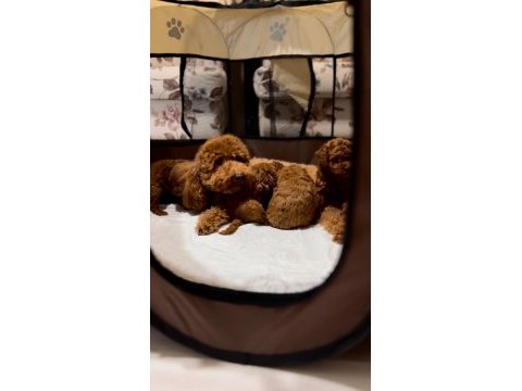 Toy poodle yavrular