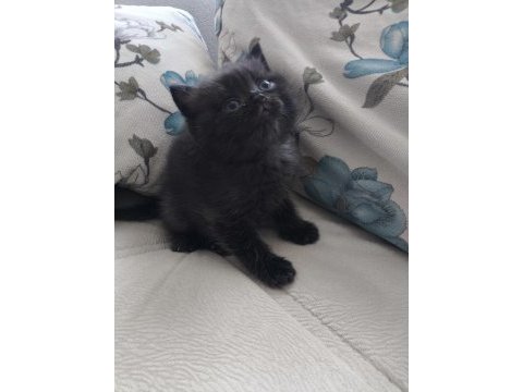 Safkan british shorthair yavru
