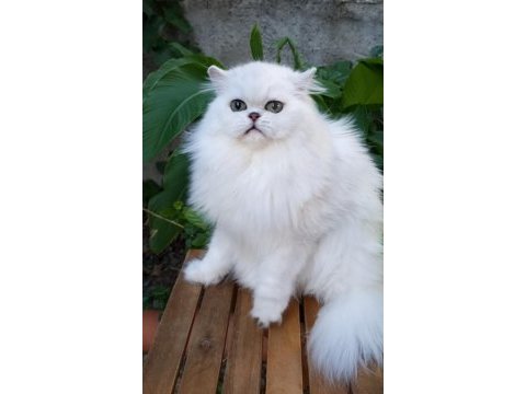 İran chinchilla safkan