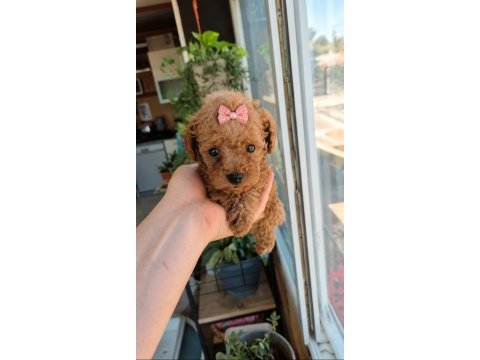 Kucuk sevımlı mınık köpekler