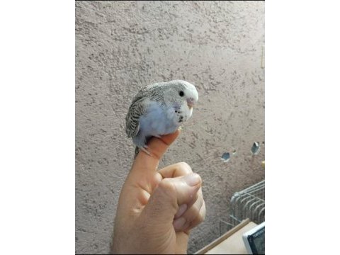 Çek ve jumbo muhabbet kuşu yavrular