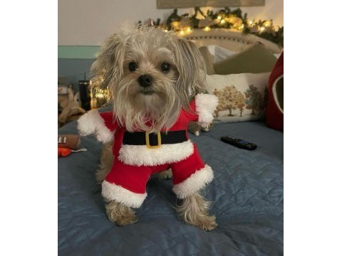 Uyumlu sevecen morkie