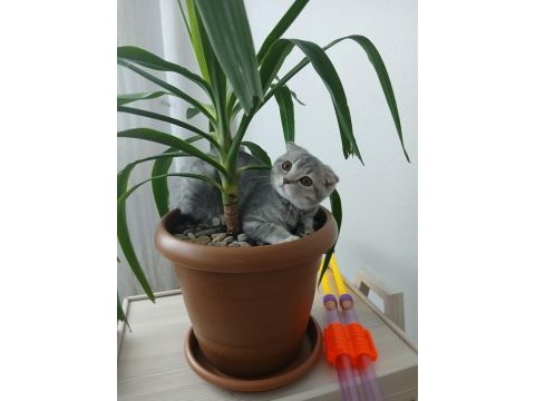 British shorthair kedimiz