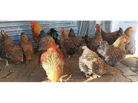 Gsg wyondet yumurtaları