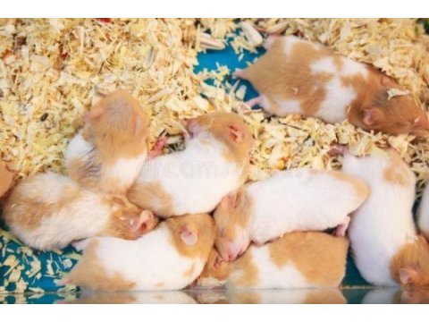 Her ırk hamster bebek ve malzemeleri, adrese teslim mevcut