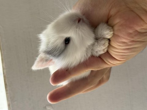 Bebek tavşanlar yeni yuvasını bekliyor