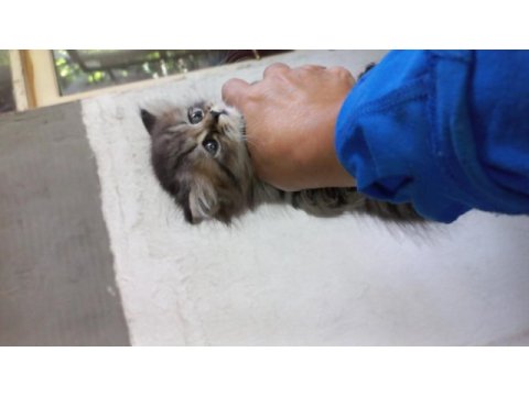 Chinchilla bebeklerimiz evlerini arıyor
