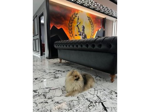 Erkek eğitimli pomeranian boo