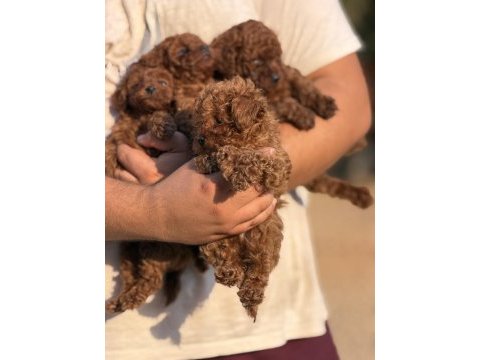 Çiş eğitimli sağlık garantili aşılı toy poodle 