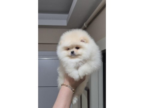 Üst kalite orijinal ırk ayıcık yüz pomeranian boo