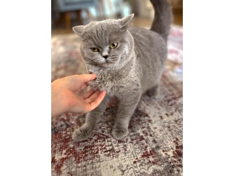 British shorthair kedimiz kısır değil