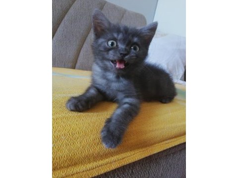 2 aylık british longhair