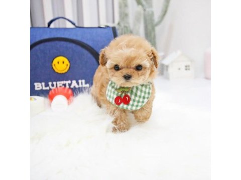 Çanakkalenin gözde maltipoo bebekleri
