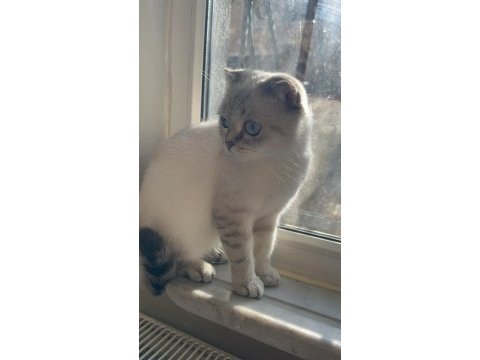 Selam ben scottish fold bihter