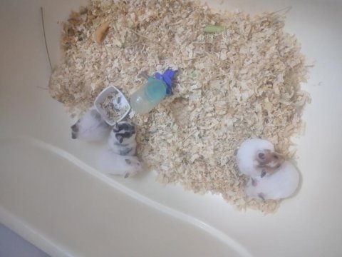 Ücretsiz suriye hamster