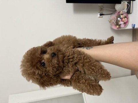 Orijinal teacup poodle