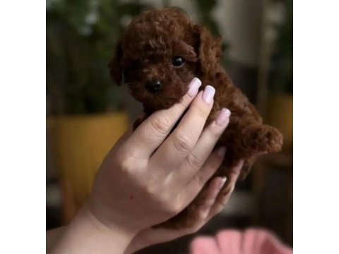 Podyum güzeli poodle