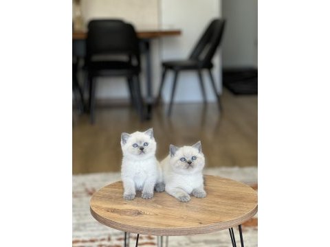 Sevecen britiah shorthair blue poimt yavrum