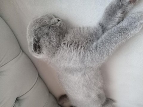 British shorthair kedimize acil yeni yuva arıyoruz