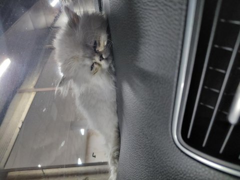 Dünyalar güzeli safkan yavru british longhair ns11