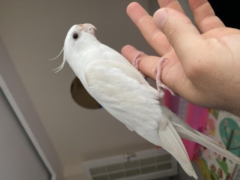 Konuşan evcil sultan papağanı