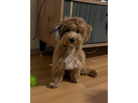 Maltipoo 7 aylık