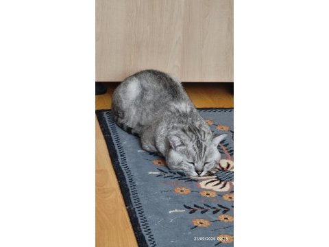 Afacan british shorthair kediler