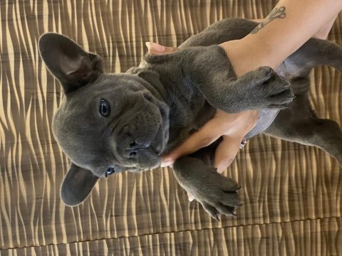 İzmirden blue french bulldog yavrusu