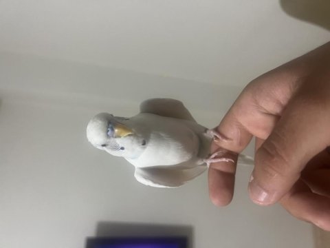 Full evcil konuşan muhabbet kuşumuz paşa