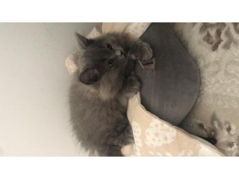 Eşyalarıyla aşılı british longhair