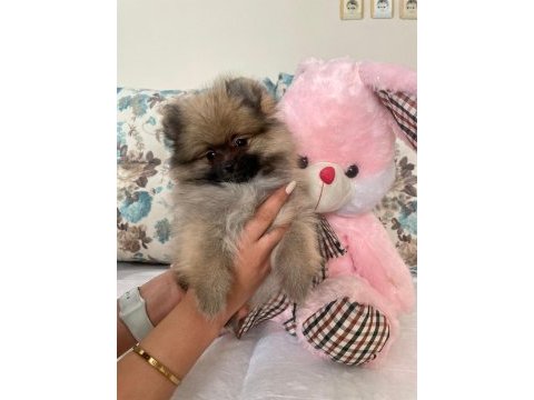 Pomeranian boo ile spitz kırma yavrular 2,5 aylık