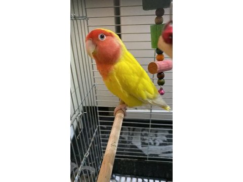 Erkek cennet papağanı kafesiyle birlikte