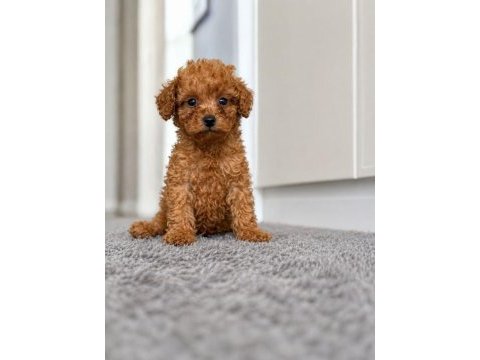 Korea maltipoo teacup bebeklerimiz
