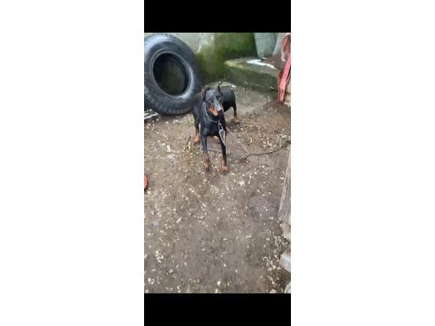 Doberman yavrularımız hazır