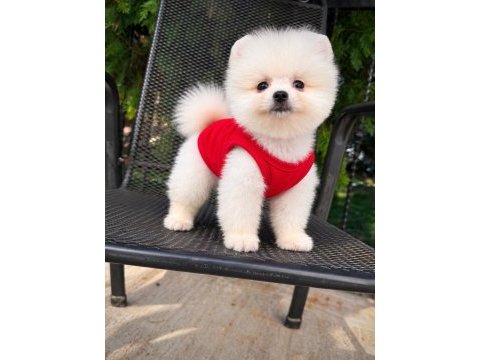 Orjinal pomeranian boo