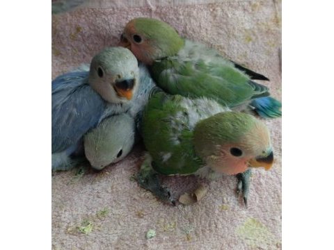 Yeni yeme düşmüş yavru sevda papağanlar