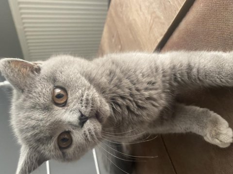 Yavrucuklarım 10 aylık kardeş scottish fold