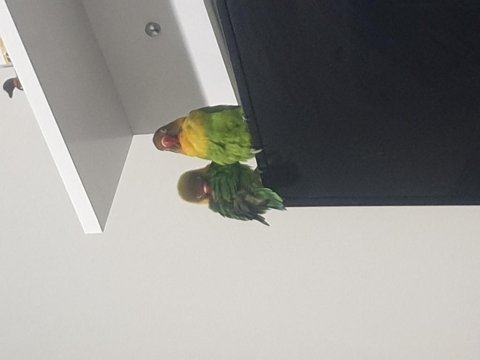 Çift cennet papağanı