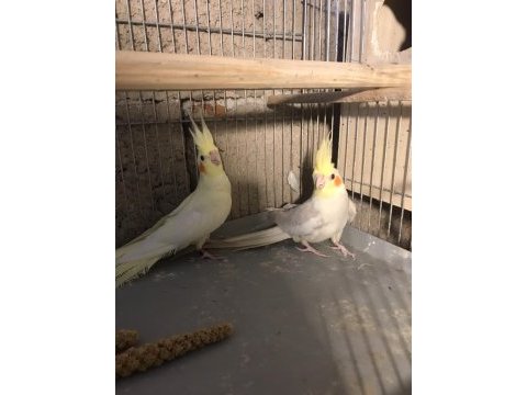 Hazır takımlar yavru sultan papağanları mevcut