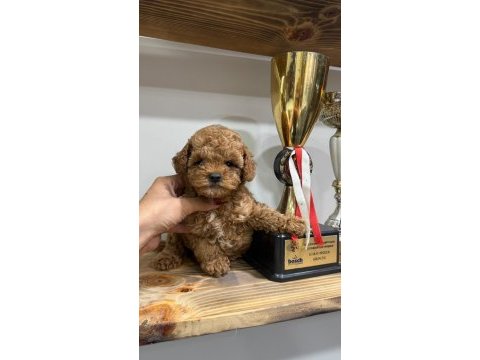 Orjinal toy poodle yavrularımız 