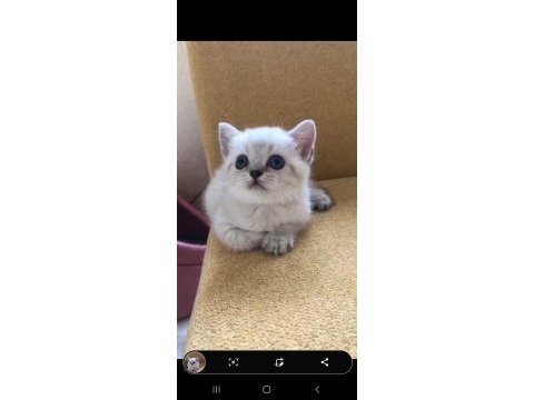1 yetişkin 2 yavru scottish fold