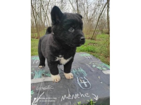 Amerikan akita yavrumuz yeni sahibini arıyor