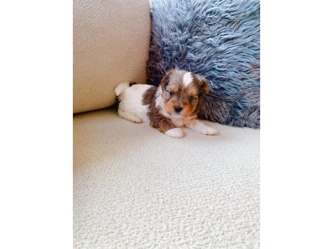 Petmode köpek çiftliğinden tea cup morkie yavrular