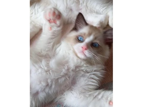 Safkan ragdoll son yavru kedimiz