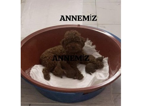 Orjinal kore anne babadan safkan kore bebekler