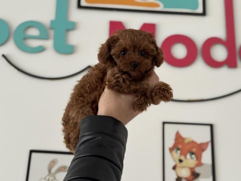Wc eğitimli aşılı pasaportlu toy poodle yavrular