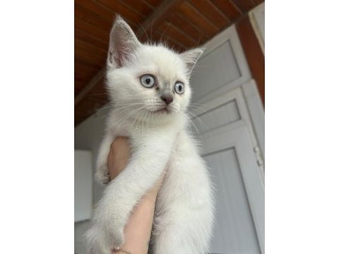 2 aylık safkan british shorthair yavrular